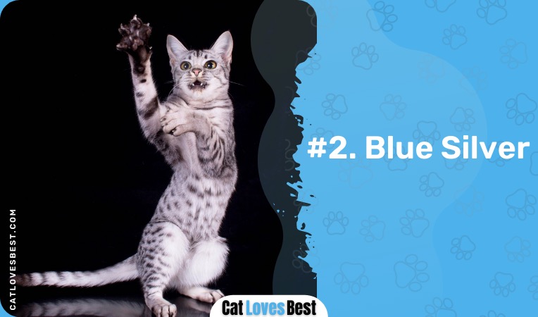 blue silver ocicat