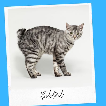 bobtail cat breed