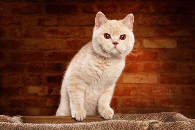 british shorthair cat breed