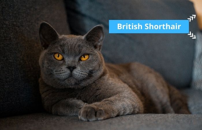 british shorthair cat breed