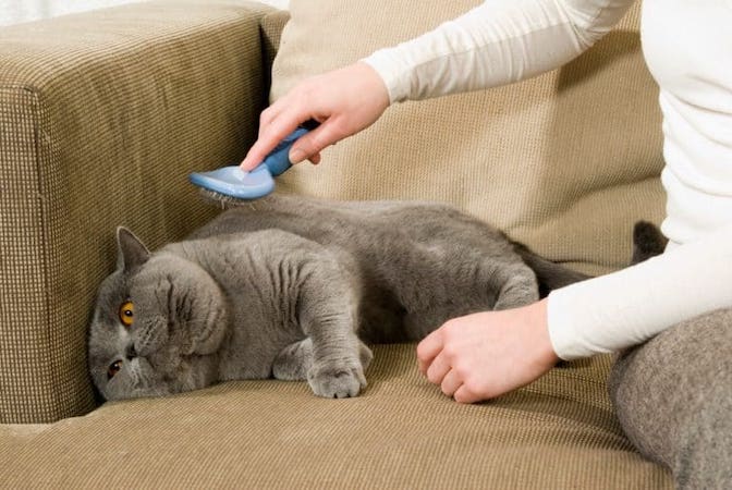 british shorthair cat grooming needs