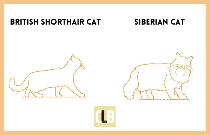 british shorthair cat vs siberian cat comparison