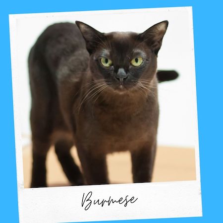 burmese cat breed
