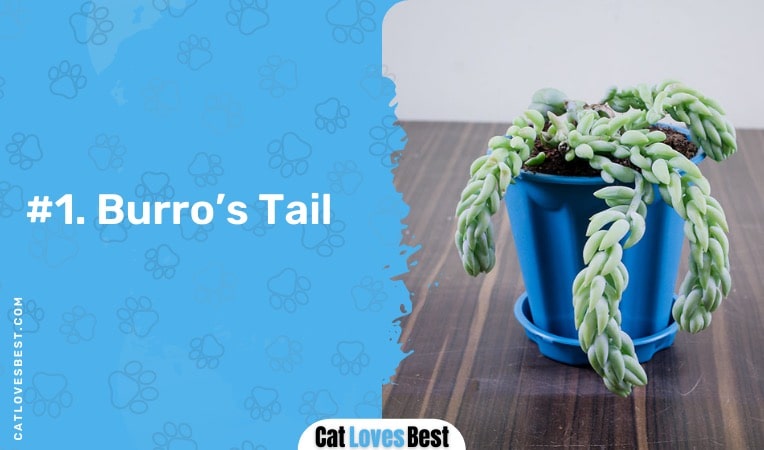 burro’s tail succulent plant safe for cats