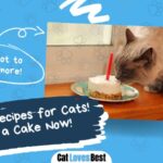 cake recipes for cats