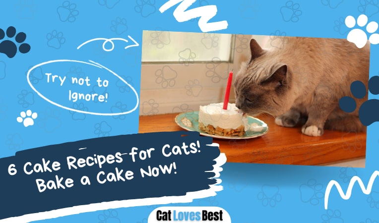 cake recipes for cats