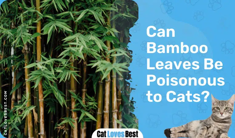 Can Bamboo Leaves Be Poisonous to Cats