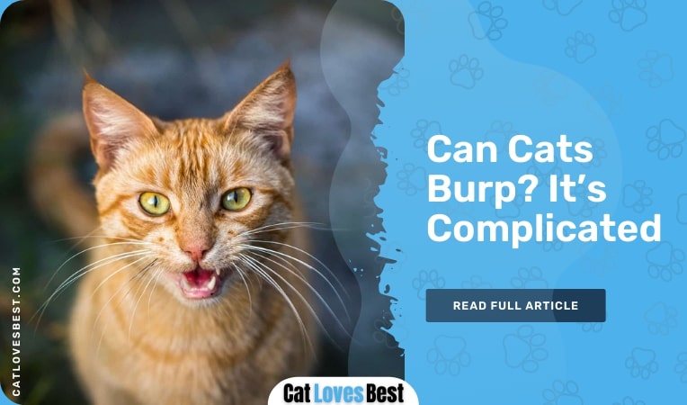 can cats burp
