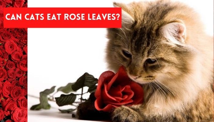 can cats eat rose leaves