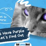 can cats have purple eyes lets find out