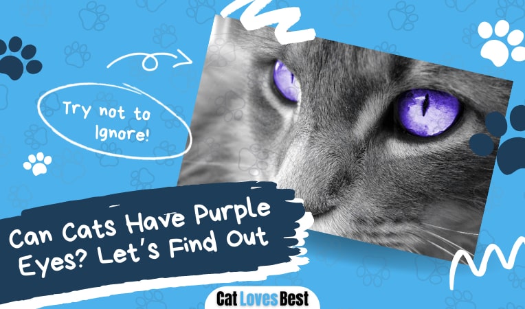can cats have purple eyes lets find out