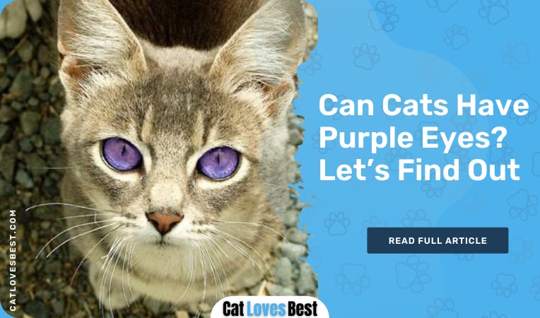can cats have purple eyes