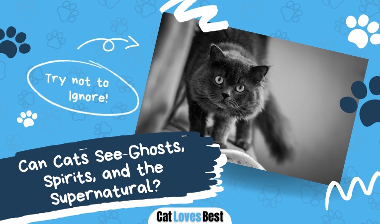 can cats really see ghosts and spirits