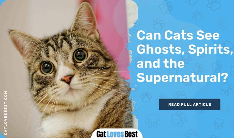 Can Cats See Ghosts Spirits Supernatural