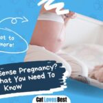 can cats sense pregnancy here is what you need to know