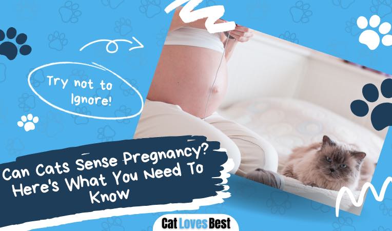 can cats sense pregnancy here is what you need to know