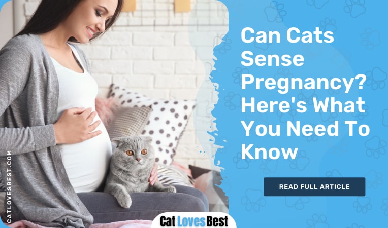 can cats sense pregnancy