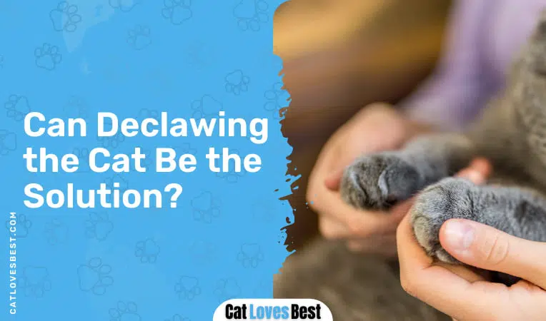 can declawing the cat be the solution