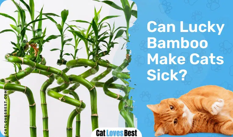 Can Lucky Bamboo Make Cats Sick