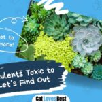 can succulent plants be toxic to cats