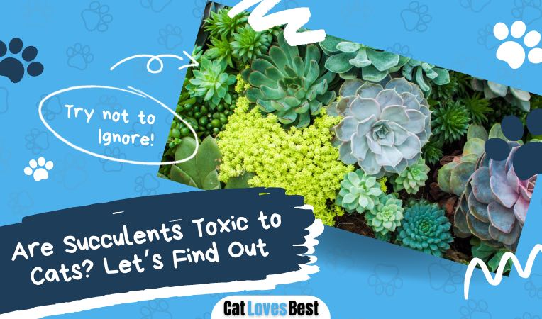 can succulent plants be toxic to cats