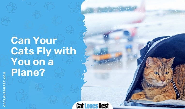 can your cats fly with you on a plane