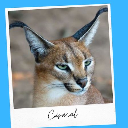 Caracal Wild Cat With Big Ears