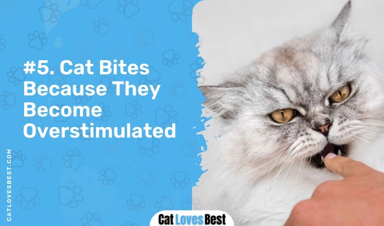 cat bites because they become overstimulated