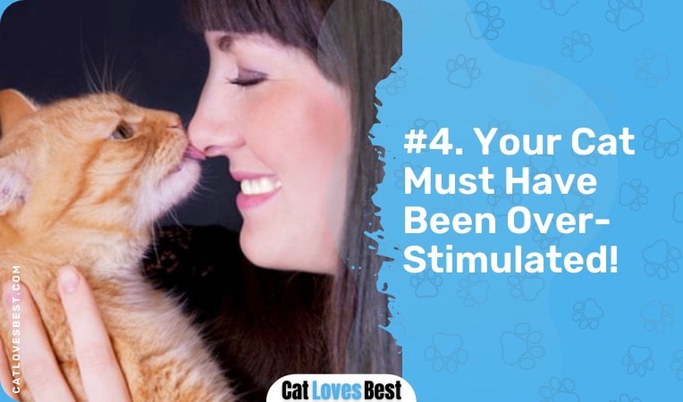 cat biting nose because of overstimulation