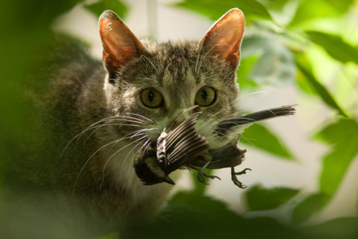 cat bringing you dead bird