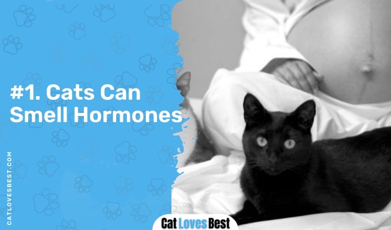 cat can smell hormones of pregnant woman