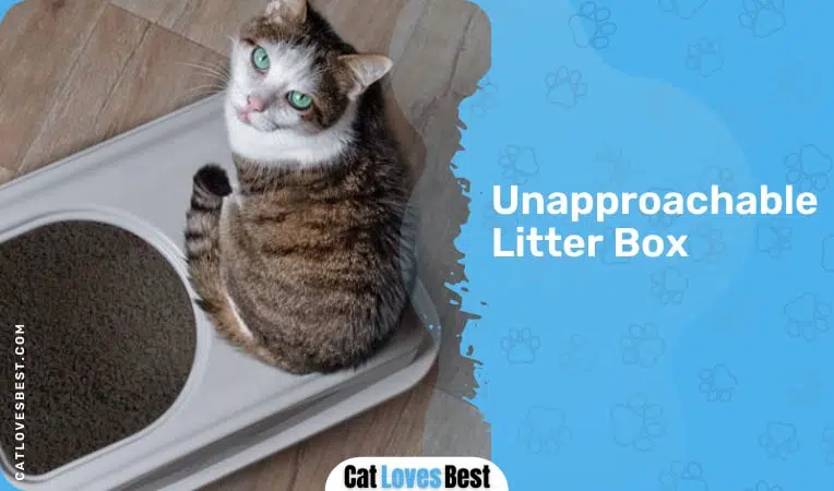 cat cannot reach the litter box