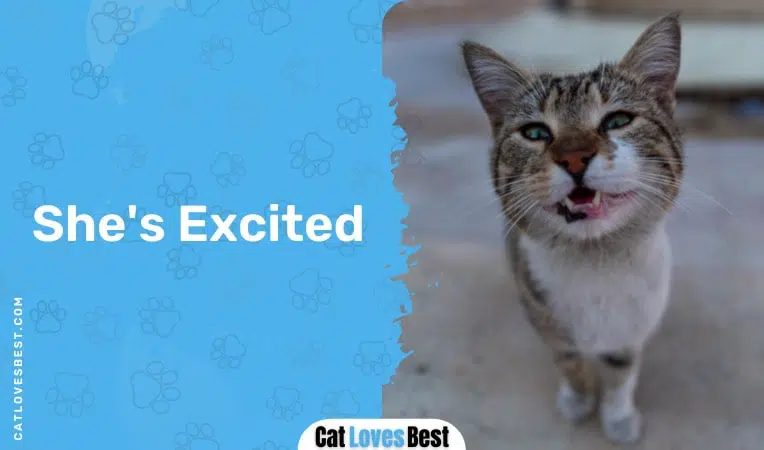 Cat Chirping Because She is Excited