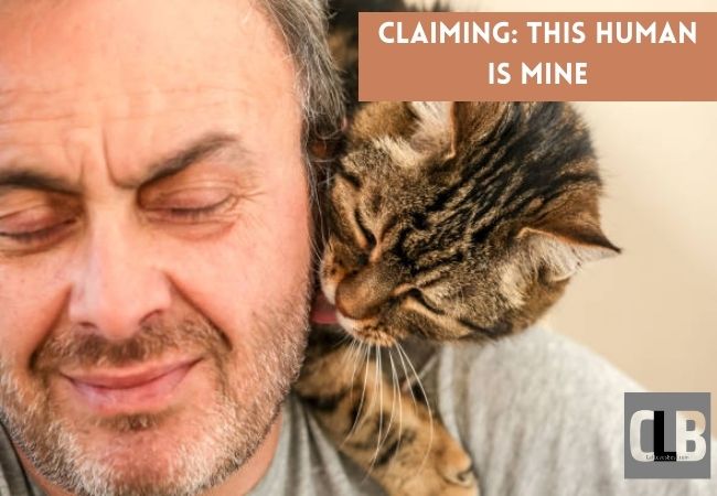 cat claiming his owner by licking his face