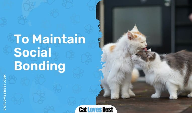 Cat Clean to Maintain Social Bonding