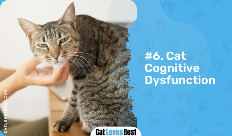 cat cognitive dysfunction