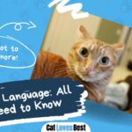 cat ear language all you need to know
