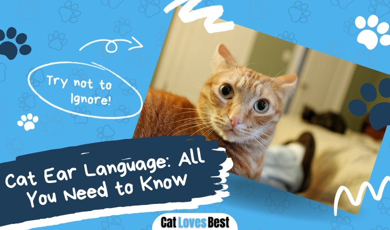 cat ear language all you need to know