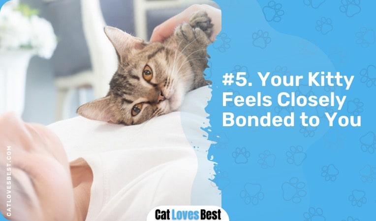 cat feels closely boned to you