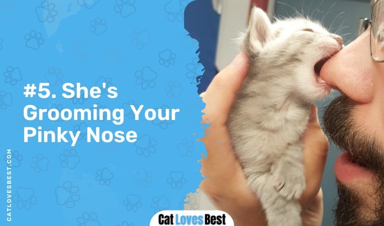 cat grooming your pinky nose