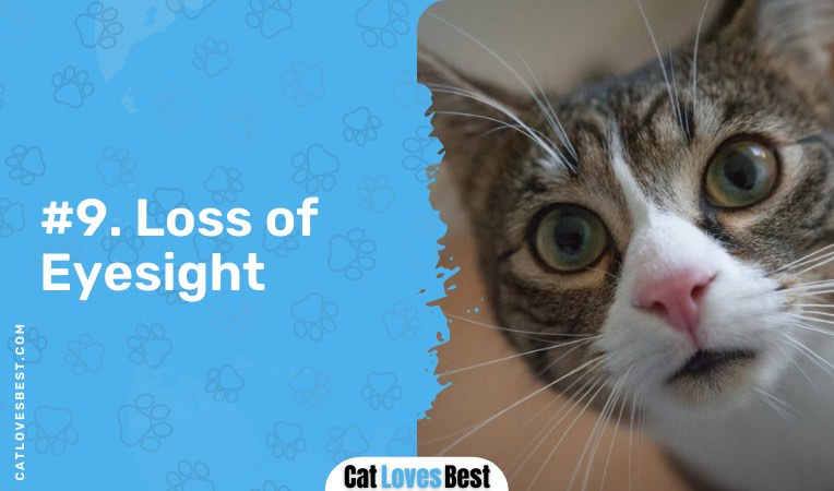 cat has loss eyesight