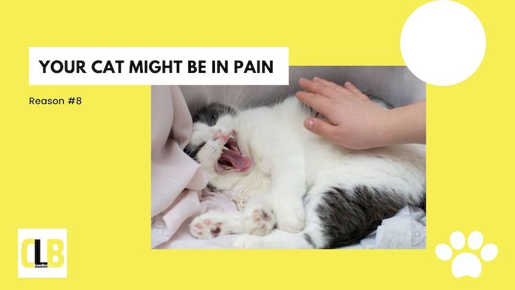 cat in pain hissing