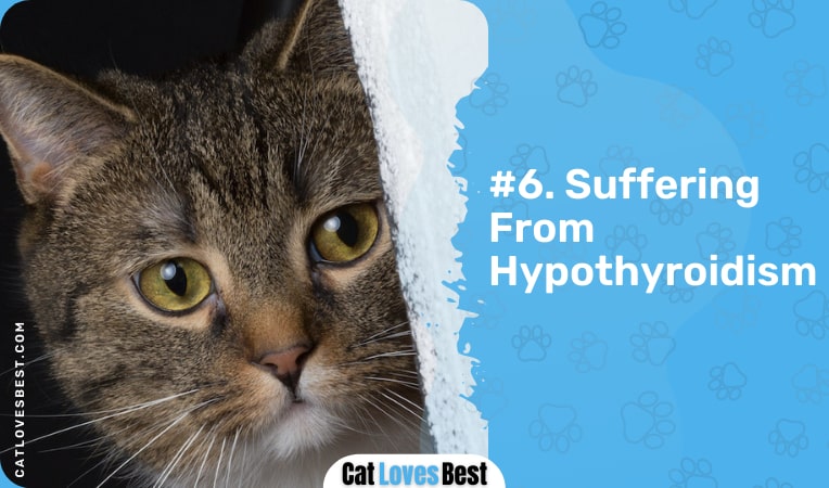 cat is suffering from hypothyroidism