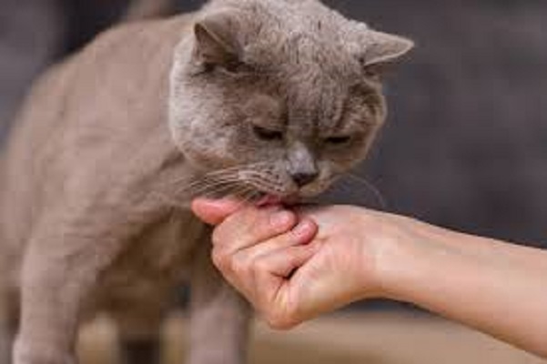 cat lick hands to express love