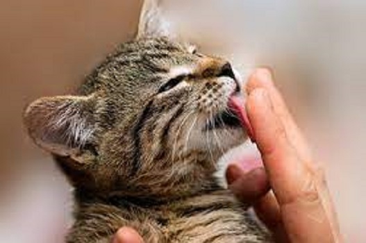 cat lick hands to recall kittenhood memories