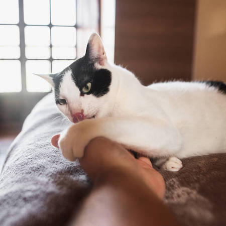 cat licking hand to grab attention