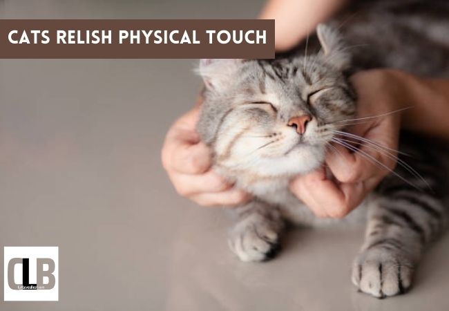 cat likes physical touch