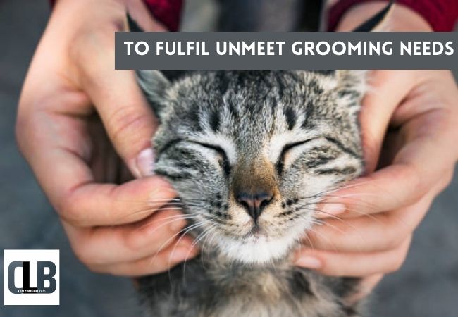 cat likes to be groomed