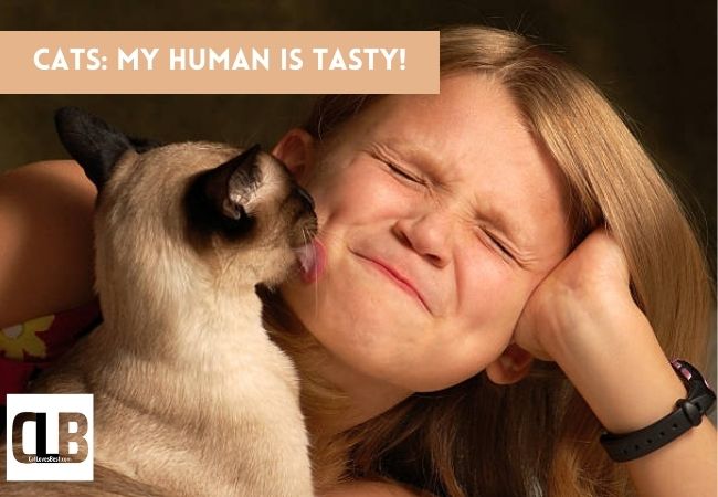 cat likes to taste human face