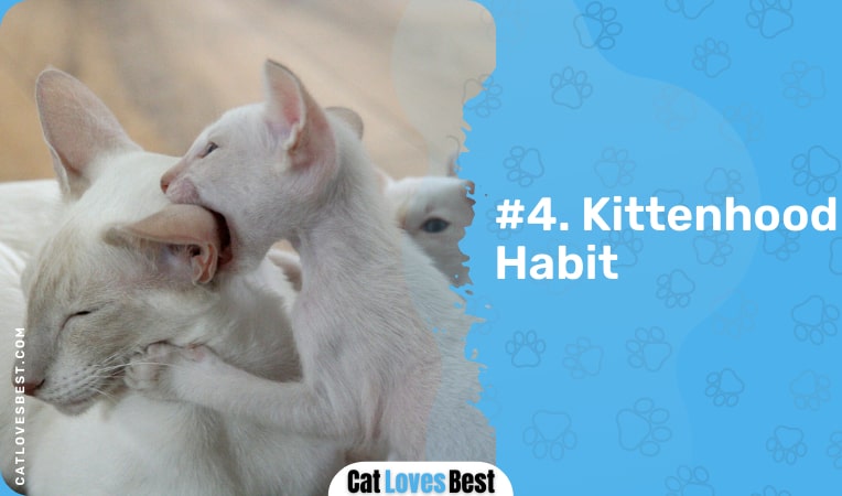 cat love bites because of kittenhood habit